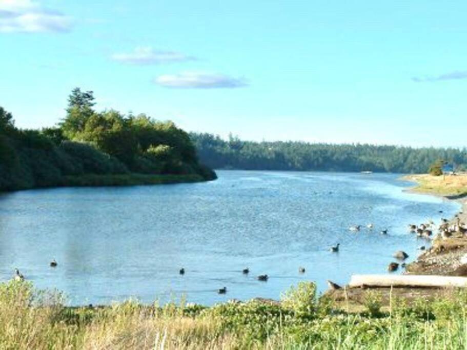 Esquimalt Lagoon Life Victoria Exterior foto